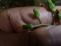 Attēlu rezultāti vaicājumam “Hieracium umbellatum bud”