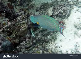 Image result for Scarus niger