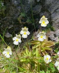Attēlu rezultāti vaicājumam “Pinguicula alpina flower”