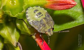 Attēlu rezultāti vaicājumam “Palomena prasina imago”