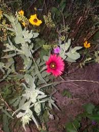 Image result for Gaillardia amblyodon