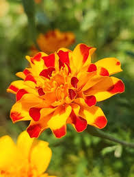 「ジート 花の魔法使いマリーベル」の画像検索結果