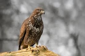 Attēlu rezultāti vaicājumam “Buteo buteo”