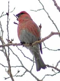 Image result for Pinicola enucleator