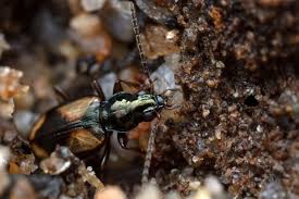 Attēlu rezultāti vaicājumam “Bembidion litorale”