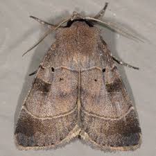 Attēlu rezultāti vaicājumam “Badhamiopsis ainoae macro”