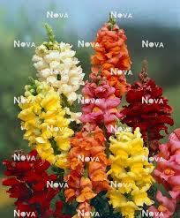 Image result for Antirrhinum majus maximum
