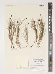 Attēlu rezultāti vaicājumam “Stuckenia filiformis flower”