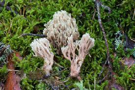 Attēlu rezultāti vaicājumam “Lentaria sp.”