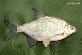 Image result for Blicca bjoerkna