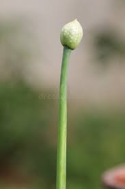 Attēlu rezultāti vaicājumam “Allium cepa bud”