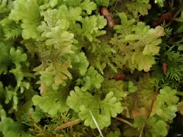 Attēlu rezultāti vaicājumam “Trichocolea tomentella sporophyte”