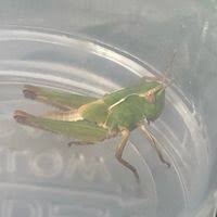 Attēlu rezultāti vaicājumam “Omocestus viridulus”