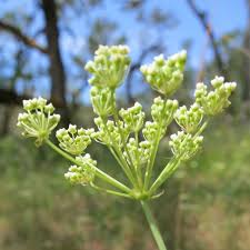 Attēlu rezultāti vaicājumam “Cribraria oregana”