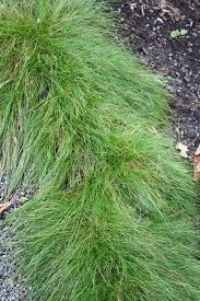 Attēlu rezultāti vaicājumam “Carex arenaria  leaf”