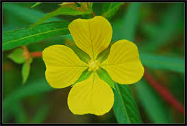 Attēlu rezultāti vaicājumam “Onagraceae”