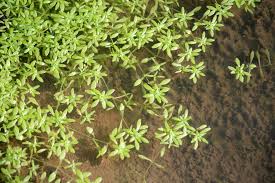 Attēlu rezultāti vaicājumam “Callitriche cophocarpa”