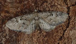 Attēlu rezultāti vaicājumam “Eupithecia pusillata”