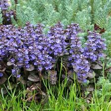 Attēlu rezultāti vaicājumam “Ajuga reptans flower”