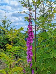 Image result for Fingerhut rot