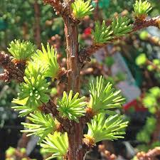 Attēlu rezultāti vaicājumam “Larix kaempferi female flower”