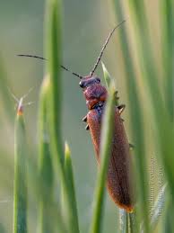 Attēlu rezultāti vaicājumam “Denticollis linearis”