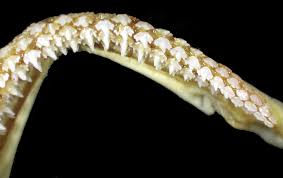 Image result for Ginglymostoma unami