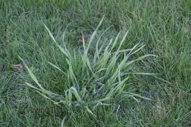 Attēlu rezultāti vaicājumam “Anisantha tectorum fruit”