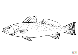 Image result for Cynoscion nebulosus