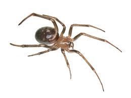 Attēlu rezultāti vaicājumam “Steatoda grossa female”