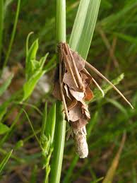 Attēlu rezultāti vaicājumam “Canephora hirsuta”