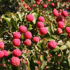 Attēlu rezultāti vaicājumam “Cornus sanguinea fruit”