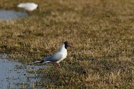 Attēlu rezultāti vaicājumam “Larus ridibundus”