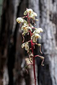 Attēlu rezultāti vaicājumam “Pyrola rotundifolia fruit”