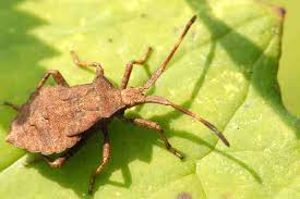 Attēlu rezultāti vaicājumam “Coreus marginatus”
