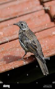 Attēlu rezultāti vaicājumam “Turdus viscivorus juvenile”