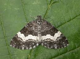 Attēlu rezultāti vaicājumam “Spargania luctuata”