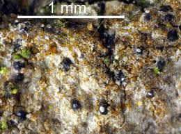 Attēlu rezultāti vaicājumam “Enteridium variabile”