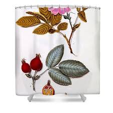 Attēlu rezultāti vaicājumam “Rosa villosa fruit”