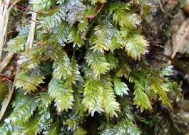 Attēlu rezultāti vaicājumam “Hedwigia ciliata”