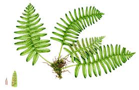 Attēlu rezultāti vaicājumam “Polypodium vulgare”
