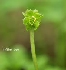 Attēlu rezultāti vaicājumam “Adoxa moschatellina flower”