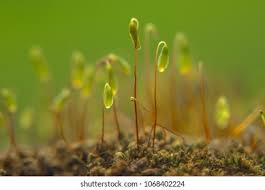 Attēlu rezultāti vaicājumam “Mnium hornum sporophyte”