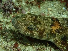 Image result for Haploblepharus edwardsii