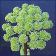 Image result for Angelica archangelica