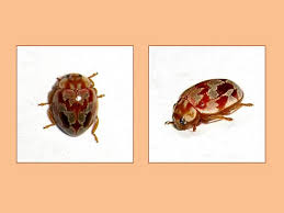 Attēlu rezultāti vaicājumam “Myrrha octodecimguttata”