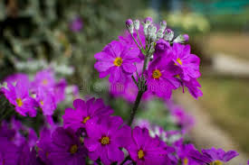 Image result for Primula malacoides