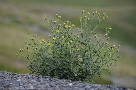Attēlu rezultāti vaicājumam “Senecio viscosus”