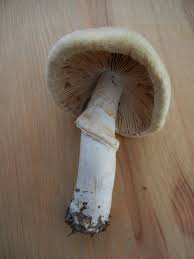 Attēlu rezultāti vaicājumam “Rozites caperata”