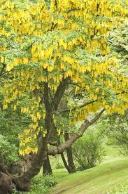 Attēlu rezultāti vaicājumam “Laburnum”